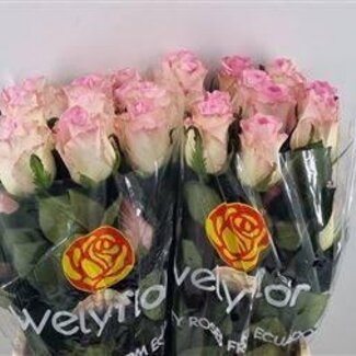 Freshy Grootbloemige Roos LL “Mandala” | Kleur: Roze | Lengte ± 50 centimeter | Per 25 verse bloemen