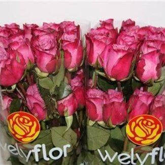 Freshy Grootbloemige Roos “Moody Blues” | Kleur: Paars | Lengte ± 70 centimeter | Per 25 verse bloemen