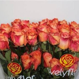 Freshy Grootbloemige Roos “Wild Spirit” | Kleur: Roze | Lengte ± 70 centimeter | Per 25 verse bloemen