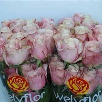 Freshy Grootbloemige Roos “Secret Garden” | Kleur: Roze | Lengte ± 50 centimeter | Per 25 verse bloemen