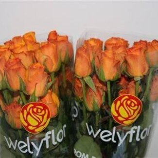 Freshy Großblütige Rose “Tycoon” | Farbe: Gelb | Länge ± 50 centimeter | Pro 25 frische Blumen