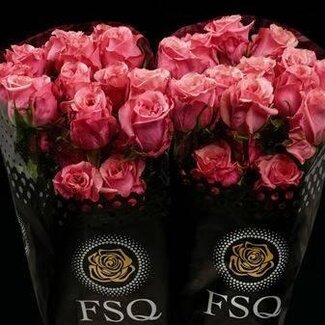 Freshy Grootbloemige Roos “Art Deco” | Kleur: Roze | Herkomst Ecuador | Lengte ± 40 centimeter | Per 20 verse bloemen