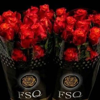 Freshy Grootbloemige Roos “Atomic” | Kleur: Rood | Herkomst Ecuador | Lengte ± 50 centimeter | Per 20 verse bloemen