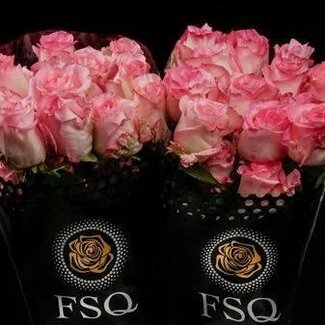 Freshy Grootbloemige Roos “Boulevard” | Kleur: Roze | Herkomst Ecuador | Lengte ± 50 centimeter | Per 20 verse bloemen