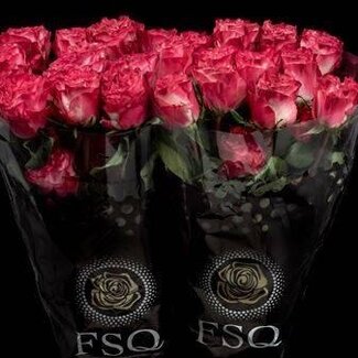 Freshy Grootbloemige Roos “Enchantment” | Kleur: Roze | Herkomst Ecuador | Lengte ± 60 centimeter | Per 20 verse bloemen