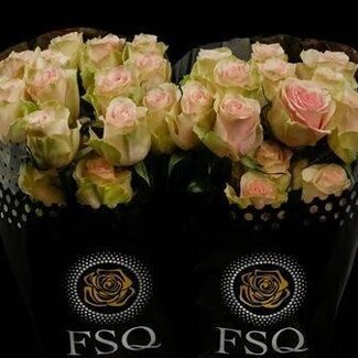 Freshy Grootbloemige Roos “Frutteto” | Kleur: Roze | Herkomst Ecuador | Lengte ± 70 centimeter | Per 20 verse bloemen