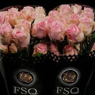 Freshy Grootbloemige Roos “Duchesse” | Kleur: Roze | Lengte ± 40 centimeter | Per 20 verse bloemen