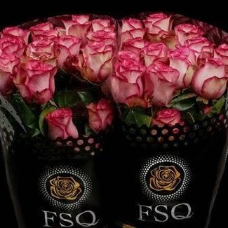 Freshy Grootbloemige Roos “Carousell” | Kleur: Roze | Herkomst Ecuador | Lengte ± 40 centimeter | Per 20 verse bloemen