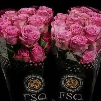 Freshy Grootbloemige Roos “Queen's Crown” | Kleur: Roze | Herkomst Ecuador | Lengte ± 50 centimeter | Per 20 verse bloemen