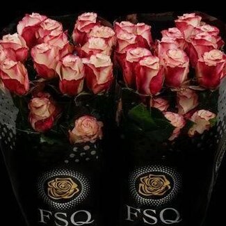 Freshy Grootbloemige Roos “Sweetness” | Kleur: Wit Roze | Herkomst Ecuador | Lengte ± 50 centimeter | Per 20 verse bloemen