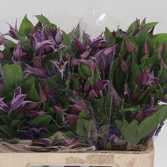 Freshy Clematis Amazing Rome