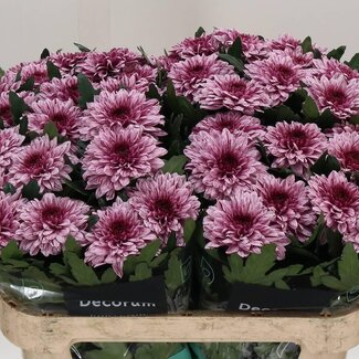 Freshy Deco Chrysanthemum Chrysant “Pip” | Kleur: Paars | Lengte ± 70 centimeter | Per 10 verse bloemen
