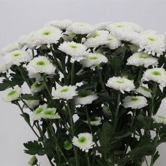 Freshy Chrysant T Daydream