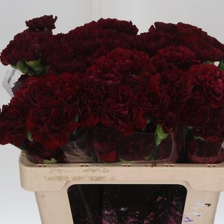 Freshy Korte Anjer “Zurigo” | Kleur: Rood | Lengte ± 55 centimeter | Per 20 verse bloemen