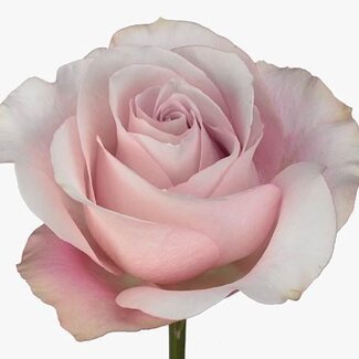 Freshy Grootbloemige Roos “Secret Garden” | Kleur: Roze | Herkomst Ecuador | Lengte ± 60 centimeter | Per 25 verse bloemen