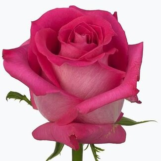 Freshy Grootbloemige Roos “Topaz” | Kleur: Roze | Herkomst Ecuador | Lengte ± 60 centimeter | Per 25 verse bloemen