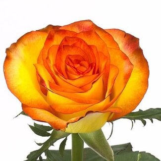 Freshy Large-flowered Rose “High & Magic” | Colour: Yellow | Length ± 50 centimetre | Per 25 fresh flowers