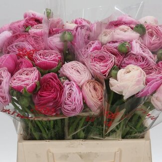 Freshy Ranunculus Cloony L X10 Cappuchino