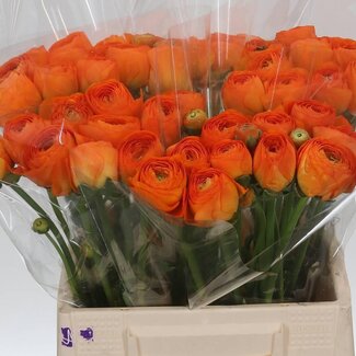 Freshy Ranunculus Cloony L X10 Lambada