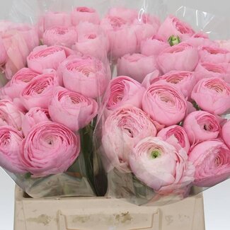 Freshy Ranunculus Ranonkel Cloony L “Charleston” | Kleur: Gemengde Kleuren | Lengte ± 45 centimeter | Per 10 stelen verse bloemen