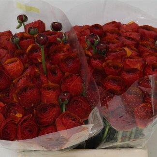 Freshy Ranunculus Ranonkel Cloony “Chocolate” | Kleur: Gemengde Kleuren | Lengte ± 45 centimeter | Per 50 stelen verse bloemen