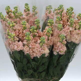 Freshy Matth. x40 Apricot