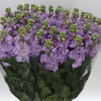 Freshy Matth. x40 Lavender