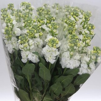Freshy Matthiola Incana Violier “White” | Kleur: Gemengde Kleuren | Lengte ± 65 centimeter | Per 10 stelen verse bloemen
