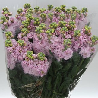 Freshy Matthiola Incana Violier “Cherry Blossom” | Kleur: Gemengde Kleuren | Lengte ± 65 centimeter | Per 10 stelen verse bloemen