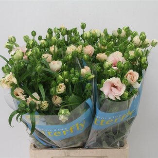 Freshy Ranunculus Butterfly Ariadne