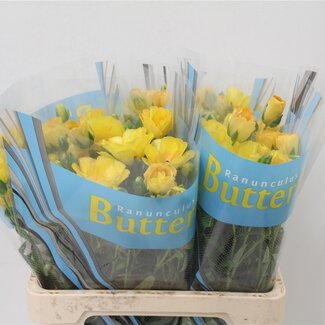 Freshy Ranunculus Ranonkel Butterfly “Dione” | Kleur: Geel | Lengte ± 60 centimeter | Per 10 stelen verse bloemen
