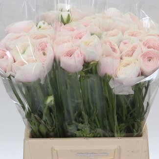 Freshy Ranunculus Ranonkel Cloony “Hanoi” | Kleur: Roze | Lengte ± 45 centimeter | Per 10 stelen verse bloemen