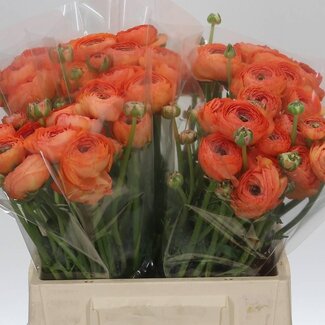 Freshy Ranunculus Ranonkel Cloony “Tuareg” | Kleur: Gemengde Kleuren | Lengte ± 45 centimeter | Per 10 stelen verse bloemen