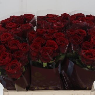 Freshy Grootbloemige Roos “Red Naomi” | Kleur: Rood | Lengte ± 55 centimeter | Per 10 verse bloemen