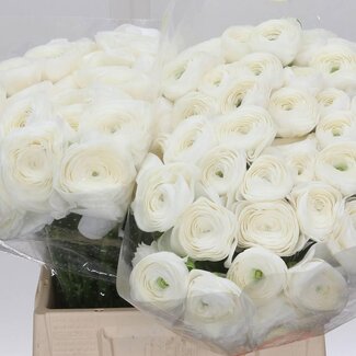 Freshy Ranunculus Cloony S X50 White