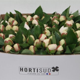 Freshy Paeonia L Bridal Shower 60cm