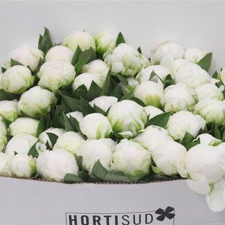 Freshy Paeonia Pioenroos L “Claude Tain” | Kleur: Wit | Lengte ± 40 centimeter | Per 20 verse bloemen