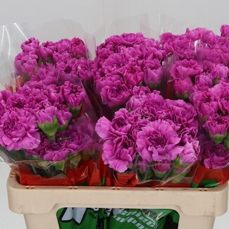 Freshy Korte Anjer “Farida” | Kleur: Roze | Lengte ± 55 centimeter | Per 20 verse bloemen
