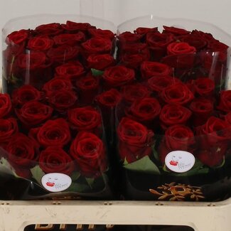 Freshy Rose à grandes fleurs “Red Naomi Drift” | Couleur: Rouge | Longueur ± 70 centimeter | Par 10 fleurs fraîches