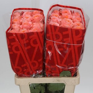 Freshy R Eq Coral Reef