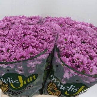 Freshy Troschrysant Chrysanthemum “Resq” Mi Aqua | Kleur: Paars | Lengte ± 65 centimeter | Per 20 stelen verse bloemen