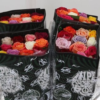 Freshy Grootbloemige Roos Mix | Kleur: Gemengde Kleuren | Herkomst Ecuador | Lengte ± 40 centimeter | Per 25 verse bloemen