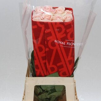 Freshy Grootbloemige Roos “Madonna” | Kleur: Lichtroze | Herkomst Ecuador | Lengte ± 60 centimeter | Per 25 verse bloemen