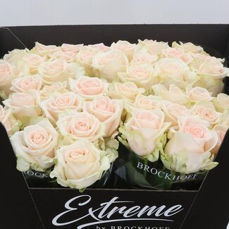 Freshy Grootbloemige Roos “Sweet Caroline” | Kleur: Roze | Lengte ± 60 centimeter | Per 10 verse bloemen