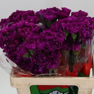 Freshy Korte Anjer “Nob Violet” | Kleur: Roze | Lengte ± 55 centimeter | Per 20 verse bloemen