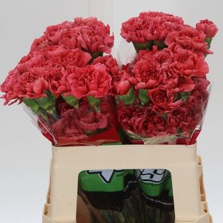 Freshy Korte Anjer “Majolica” | Kleur: Rood | Lengte ± 55 centimeter | Per 20 verse bloemen