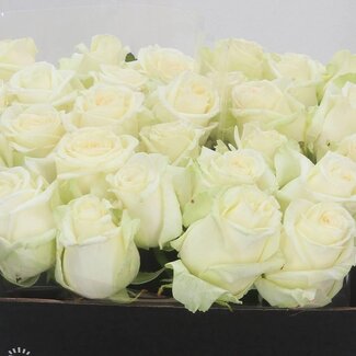 Freshy Grootbloemige Roos “Dolomiti” | Kleur: Wit | Lengte ± 40 centimeter | Per 20 verse bloemen