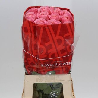 Freshy Grootbloemige Roos “Pink X-pression” | Kleur: Roze | Herkomst Ecuador | Lengte ± 60 centimeter | Per 20 verse bloemen