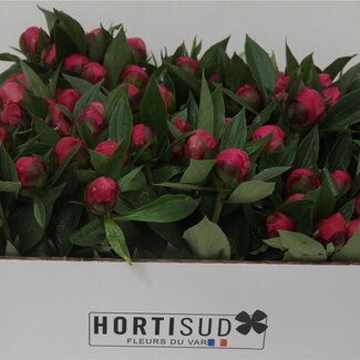 Freshy Paeonia L Bridal Shower 50cm