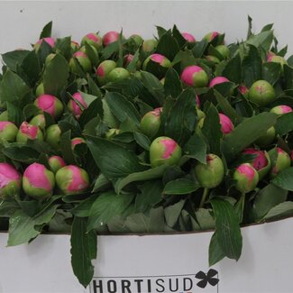 Freshy Paeonia Pioenroos L “Jules Elie” | Kleur: Paars | Lengte ± 55 centimeter | Per 20 verse bloemen